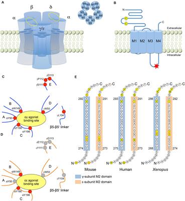 The Structure, Function, and Physiology of the Fetal and Adult Acetylcholine Receptor in Muscle